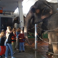FSP-2005-Elefantentagwache- 22 