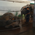 FSP-2005-Elefantentagwache- 2 
