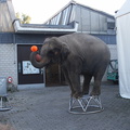 FSP-2005-Elefantentagwache- 37 